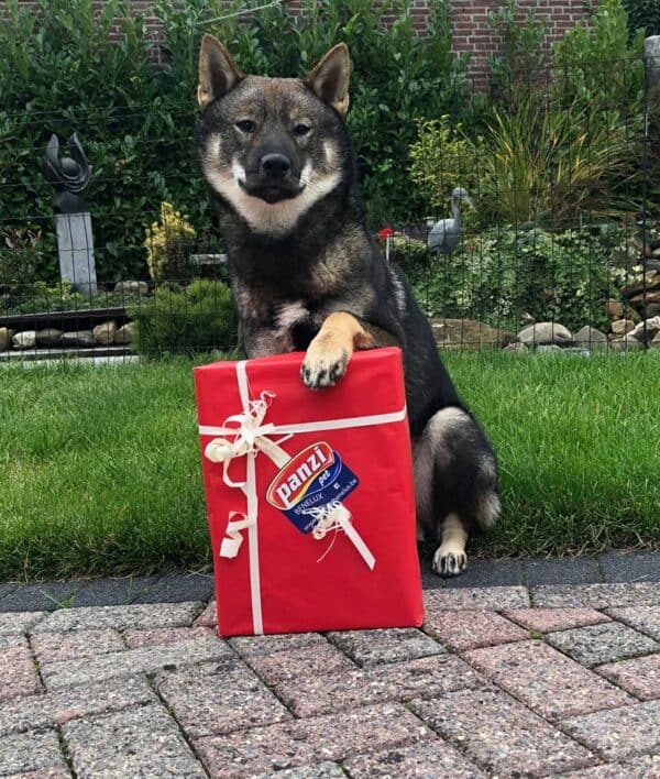 Panzi Box