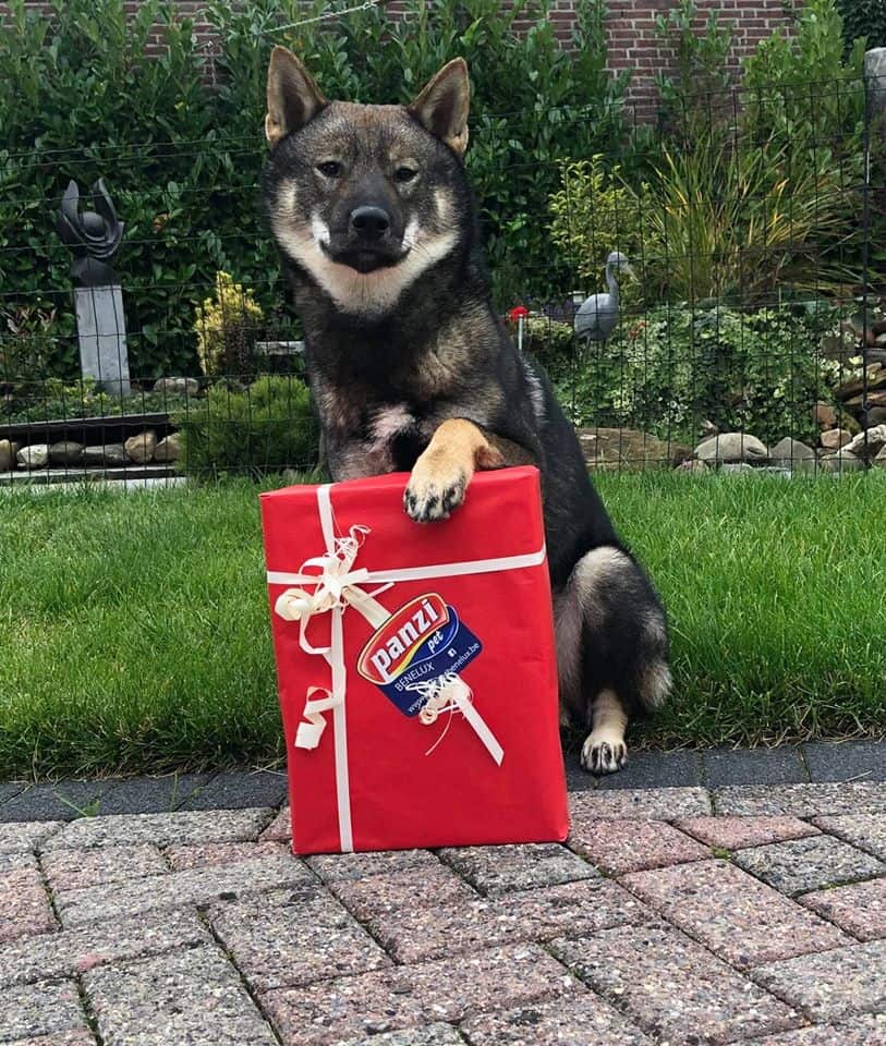 Panzi Box