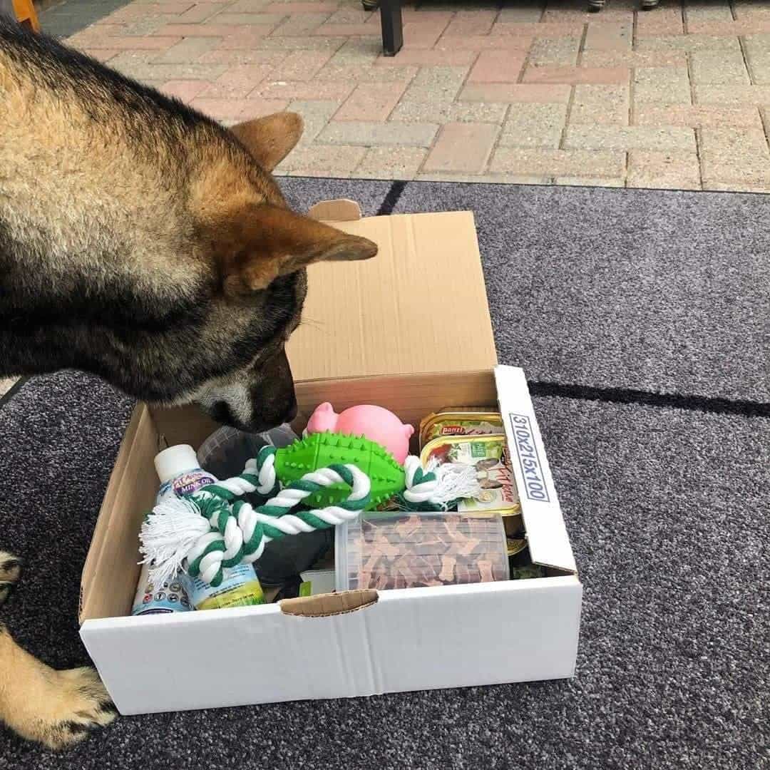 Decoratieve foto, hond en product