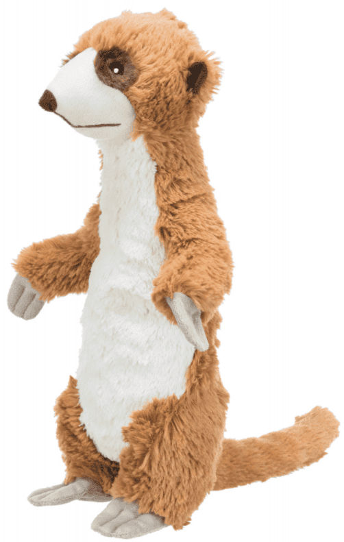 Meerkat