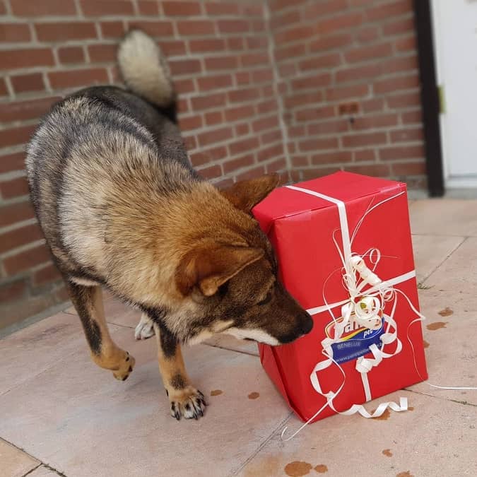 Panzi-box verrasingsbox ingepakt