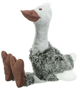 Struisvogel