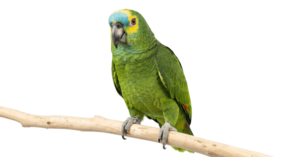 Vogel
