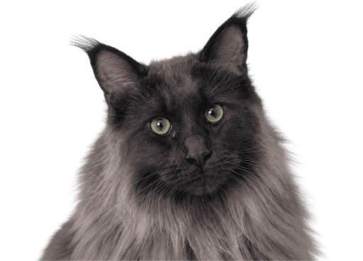 Kat